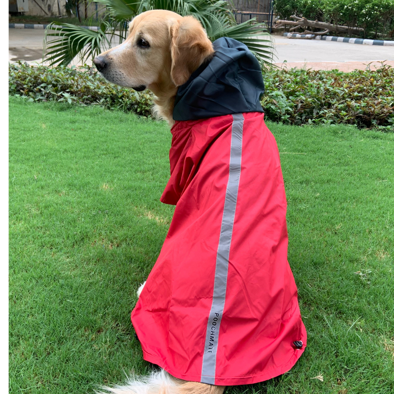 Rainwear for store dogs