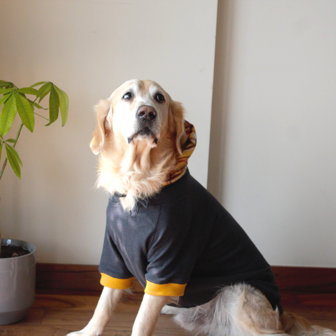 Dog Sweatshirts Winter Dog Clothes online India PoochMate Mustard Sweatshirt