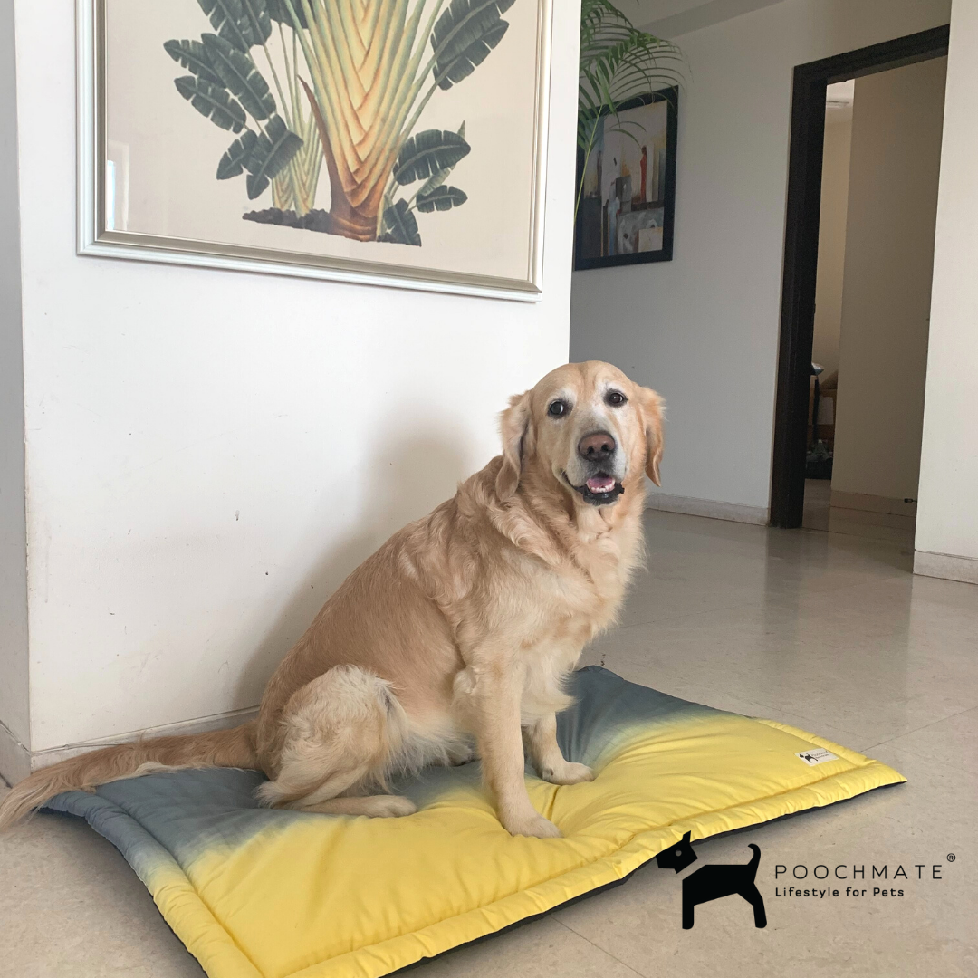 Dog mats online for home