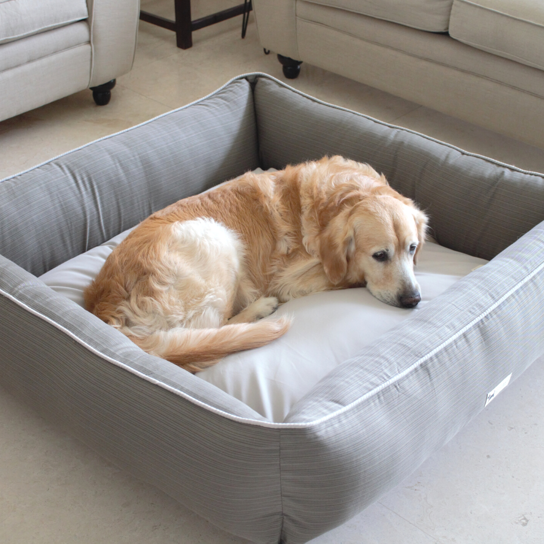 Buy dog bed store online