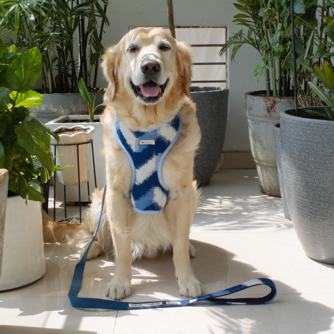 Cotton Dog Harness & Leash Set  PoochMate Blue Stripe Dog Harness