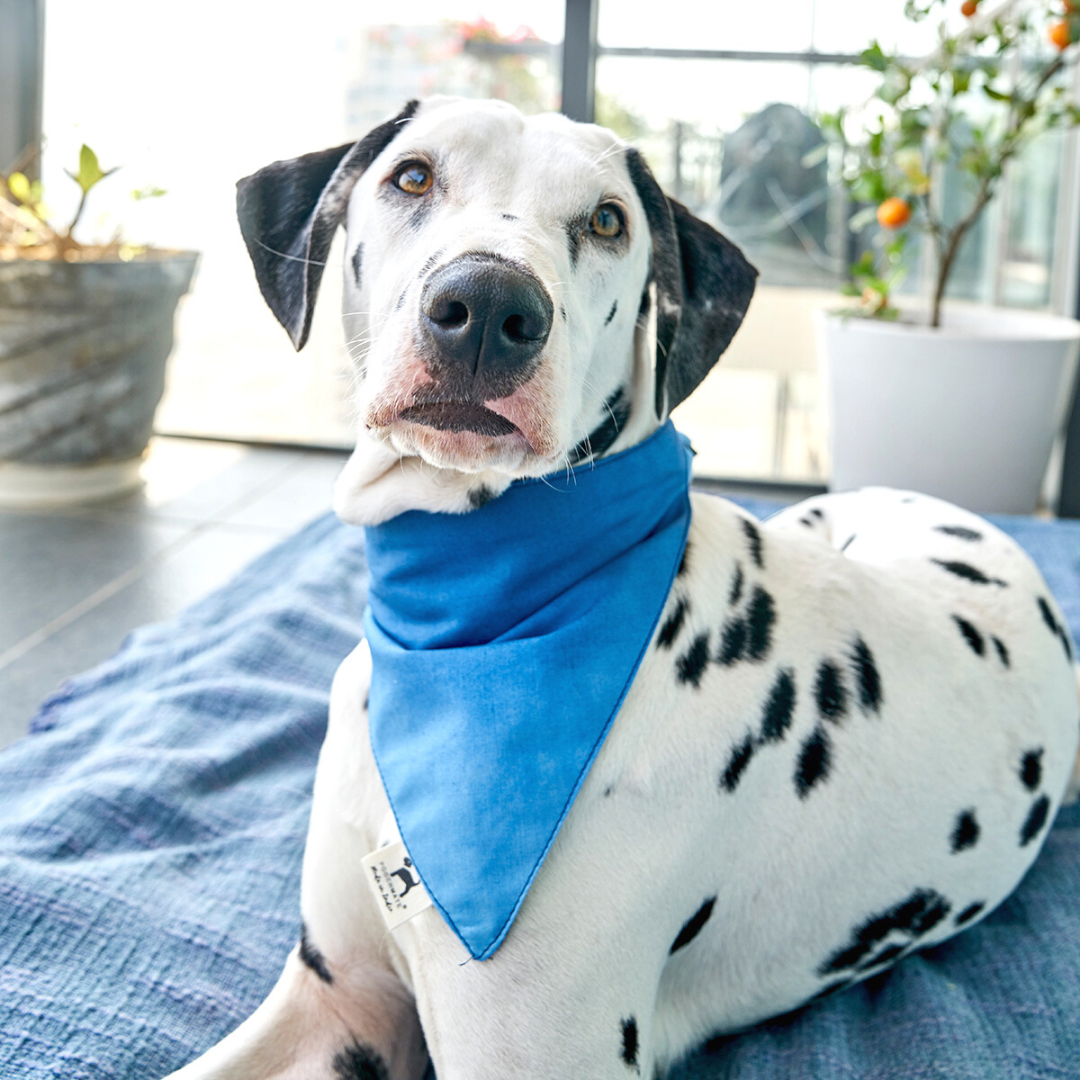 Dalmatian fashion bandana