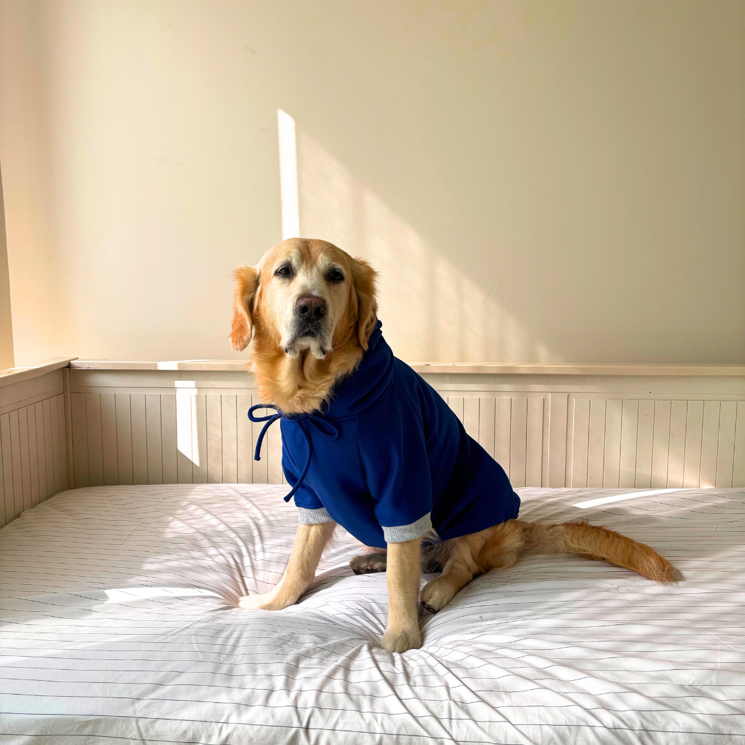 Winter clothes for dogs | Dog Sweatshirts online India