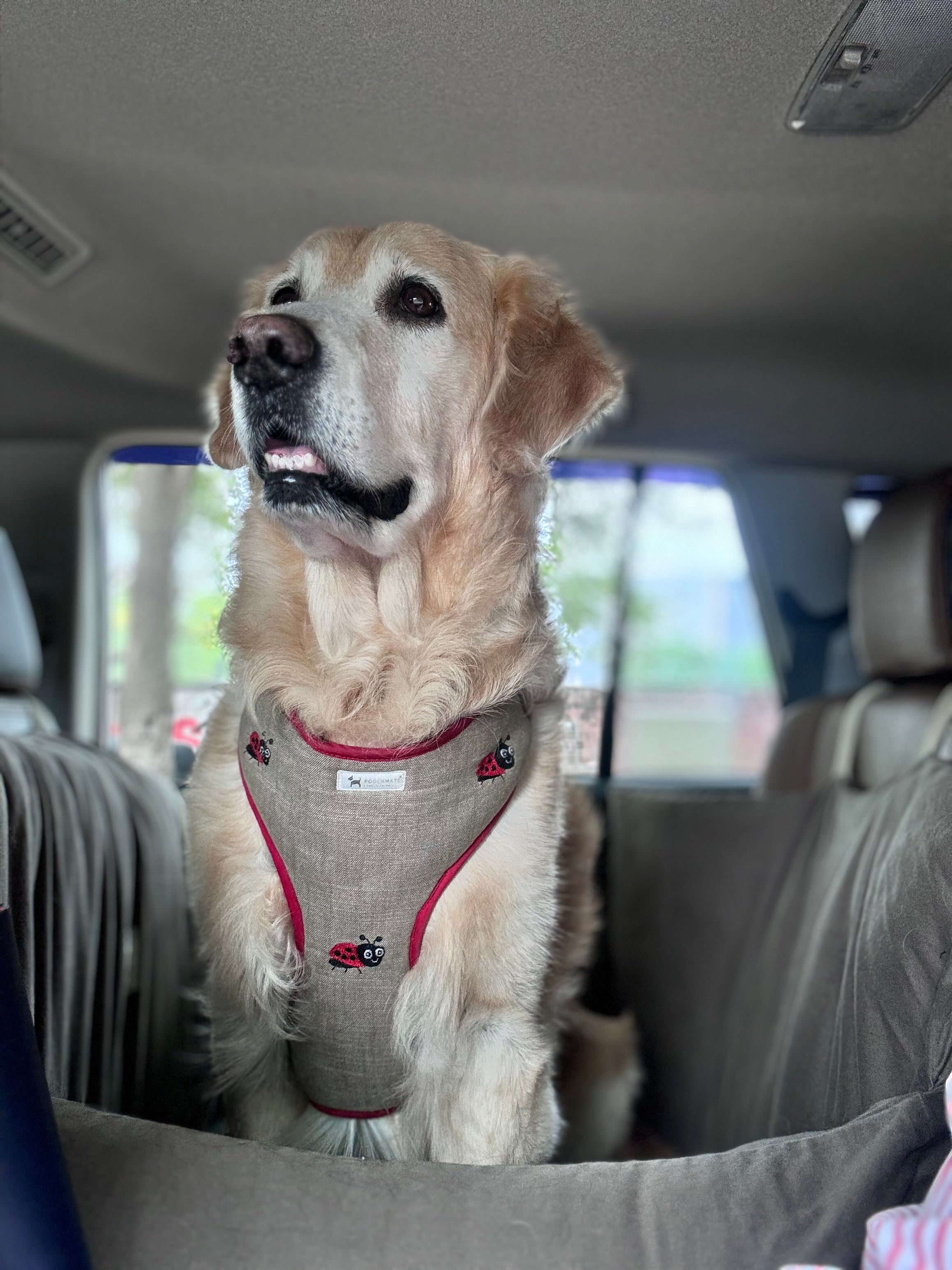 Linen Dog Harness Leash Set PoochMate Beige Beetle Dog Harness