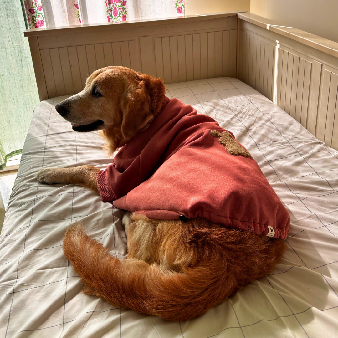 Hoodies for large dogs | Winter wear for pets India