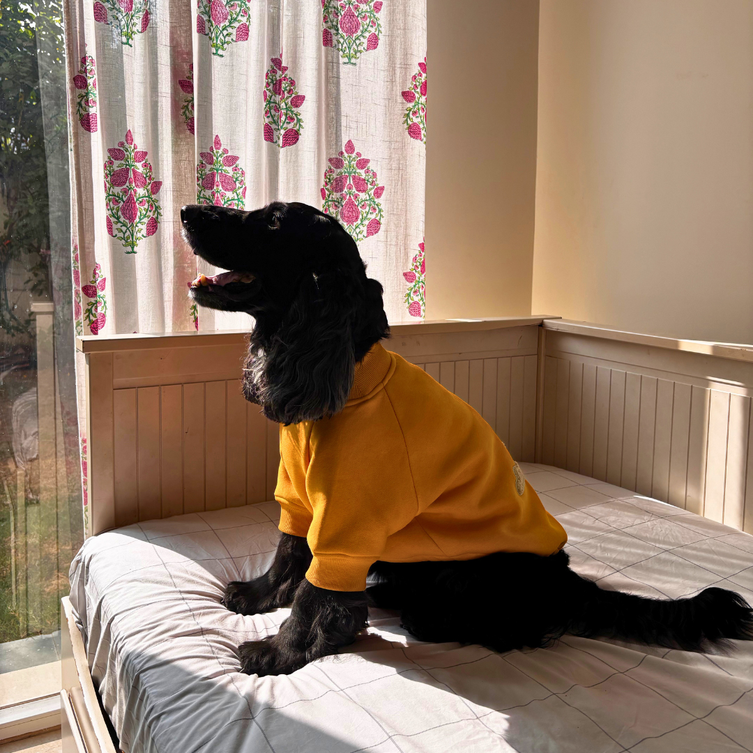 Yellow Dog Sweatshirt | Best winter clothes for dogs  India