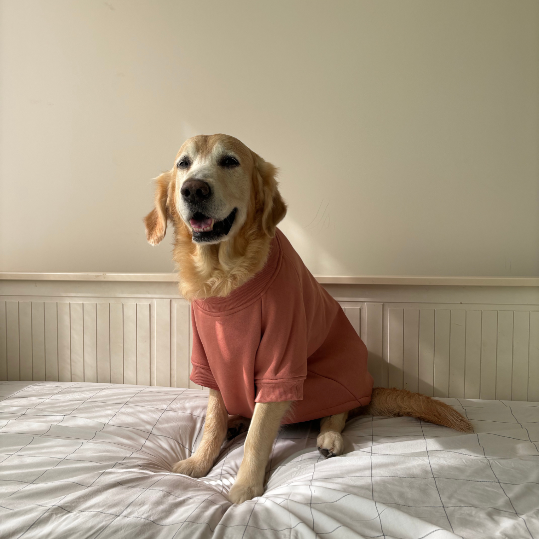 Dog Sweatshirt | Dog Hoodies online India