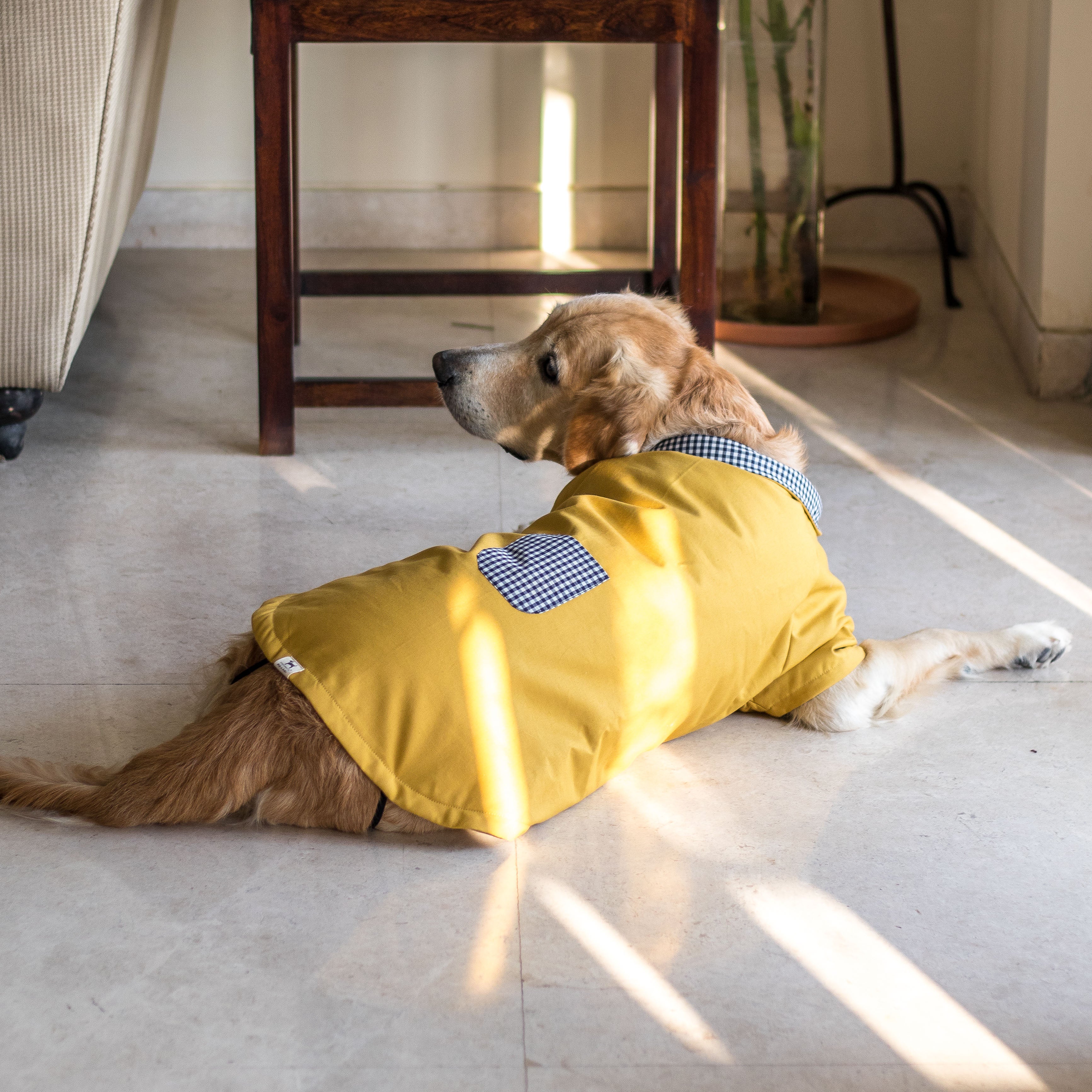 After Surgery Dog Recovery Onesie, Post Spay, Neuter, Body Suit for Male  and Female Dogs, Comfortable Cone Alternative for Large and Small Dogs,  Soft Cotton Covers Wound, Stitches,L，G104508 - Walmart.com