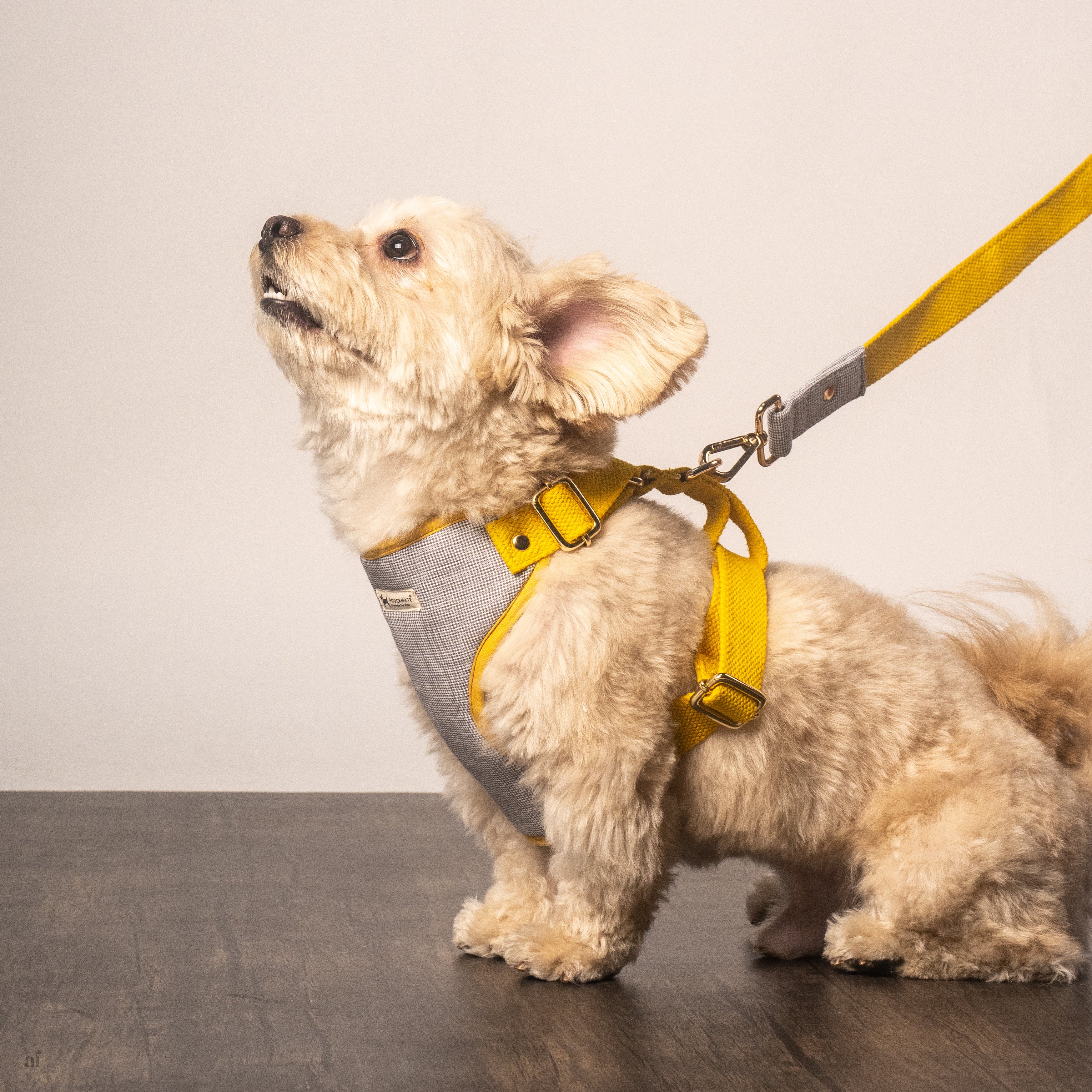 Cotton Dog Harness & Leash Set  PoochMate Blue Stripe Dog Harness