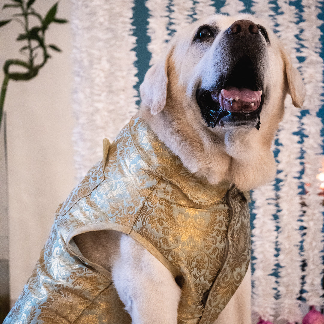 Clothes for golden retriever sale