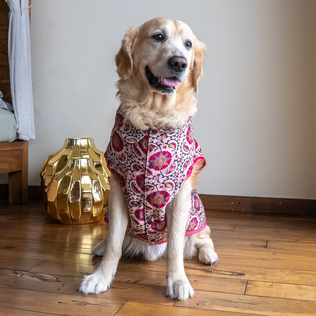 Golden retriever outlet dressed up