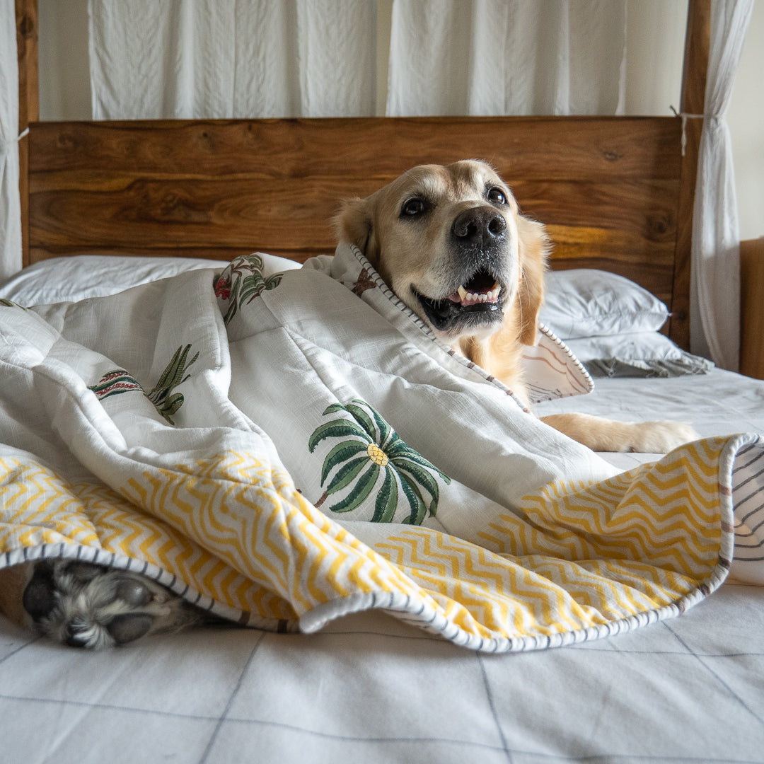 Pet Blankets online India| Blankets for dogs online India