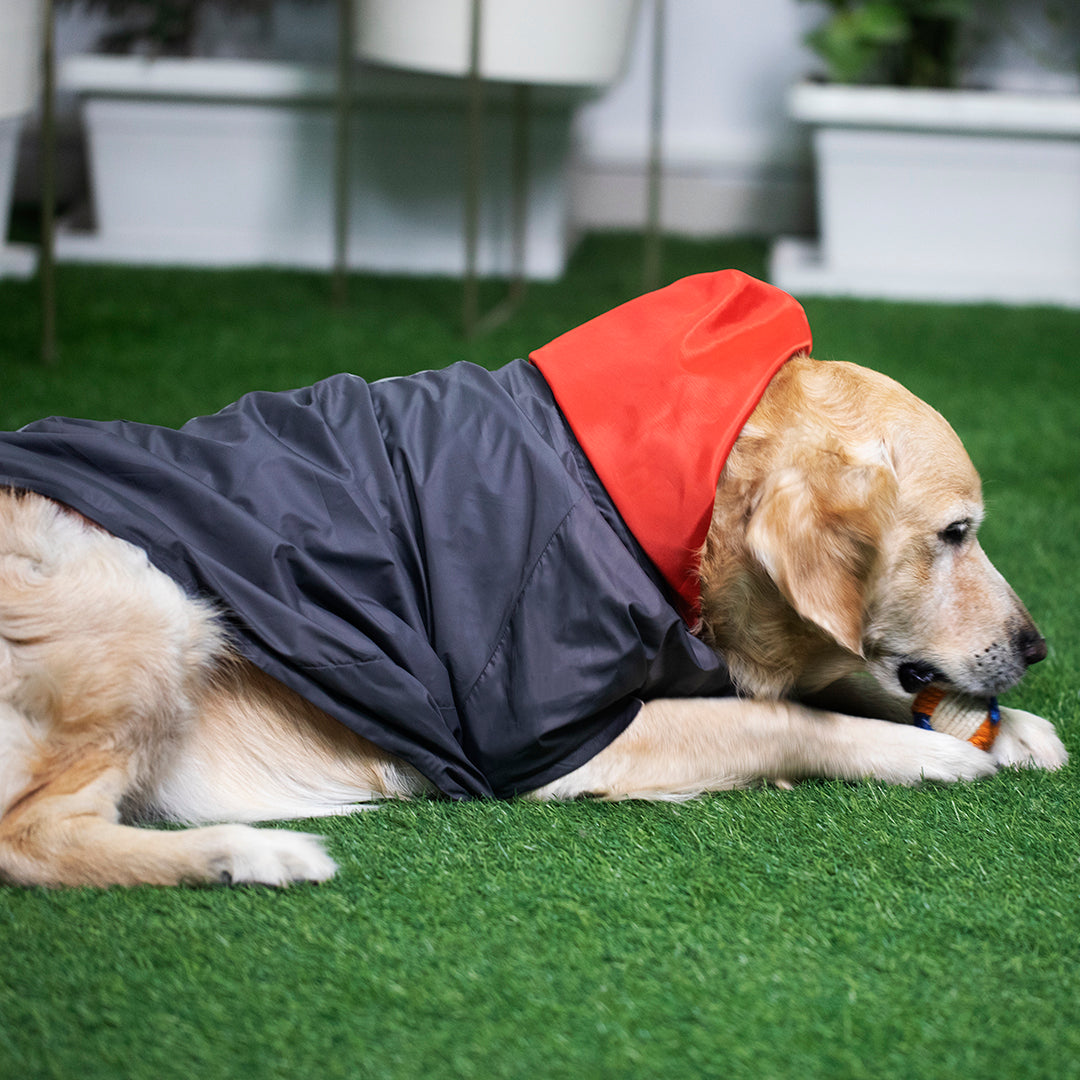 Golden retriever hotsell waterproof coat