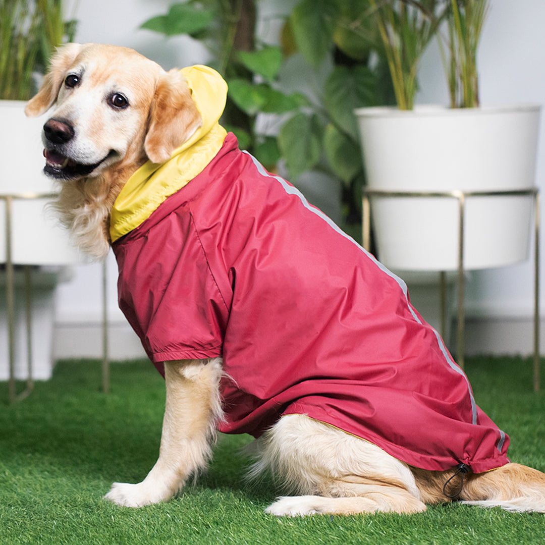 Best raincoat for golden retriever sale