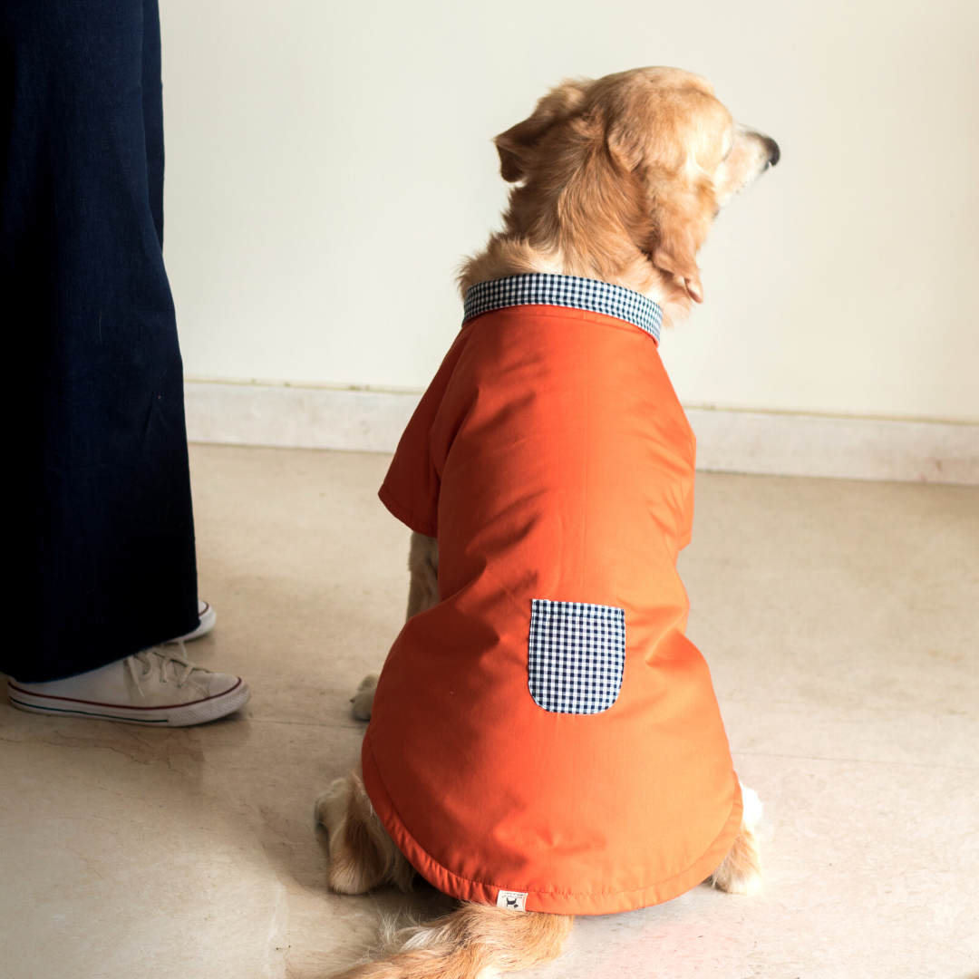 Dog coat Stock Photos, Royalty Free Dog coat Images | Depositphotos