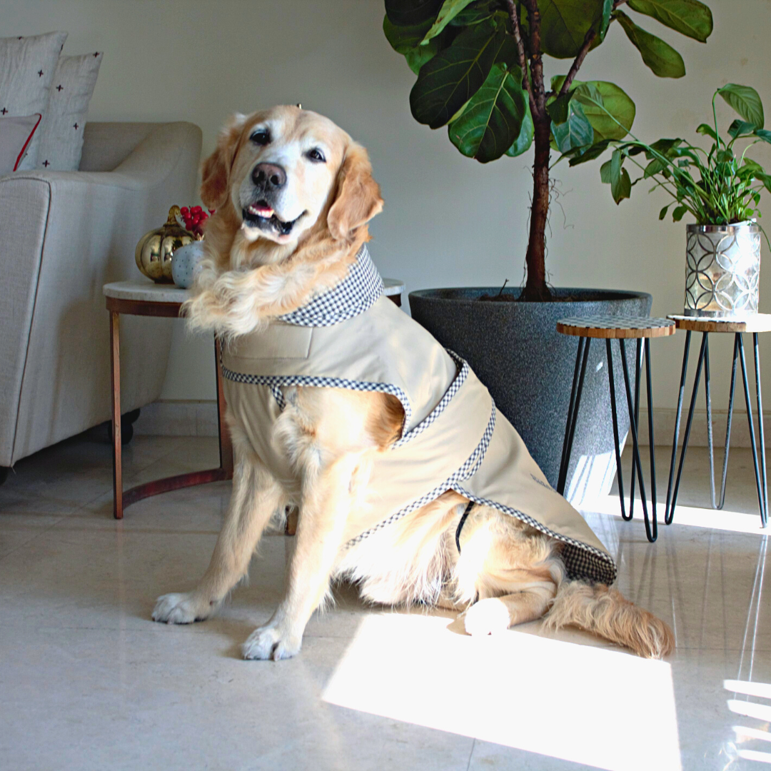 10 Best Dog Jackets and Coats 2024 | The Strategist